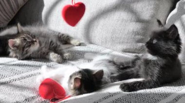 Valentines Day. Little cute kittens play with red heart. Holiday for lovers. Light from the window in the frame. High quality 4k footage
