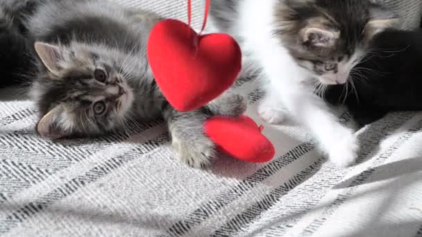 Día San Valentín Pequeños Gatitos Lindos Juegan Con Corazón Rojo — Vídeo de stock
