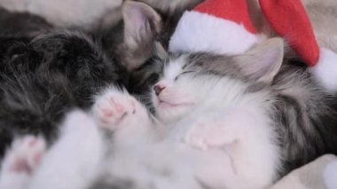 Christmas kittens. Little fluffy pets with santa claus hat. Cute cats sleep in the new year. High quality 4k footage