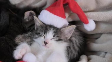 Noel yavruları. Noel Baba şapkalı küçük tüylü hayvanlar. Şirin kediler yeni yılda uyur. Yüksek kalite 4k görüntü