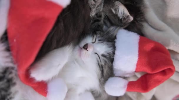 Christmas Kittens Little Fluffy Pets Santa Claus Hat Cute Cats — Wideo stockowe