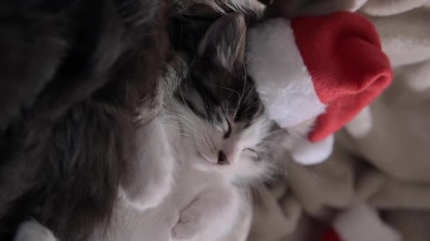 圣诞猫咪 小绒毛宠物 戴着圣塔爪帽 可爱的猫在新的一年里睡觉 高质量的4K镜头 — 图库视频影像
