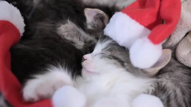 Різдвяні Кошенята Маленькі Пухнасті Домашні Тварини Капелюхом Санти Клауса Милі — стокове відео