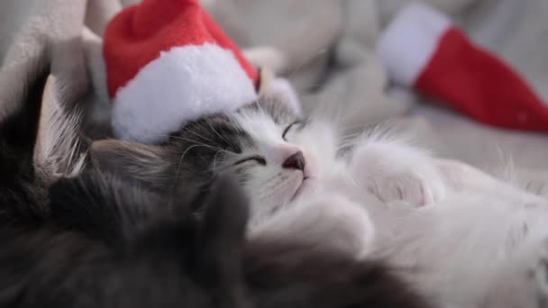 Χριστουγεννιάτικα Γατάκια Μικρά Χνουδωτά Κατοικίδια Καπέλο Βασίλη Χαριτωμένες Γάτες Κοιμούνται — Αρχείο Βίντεο