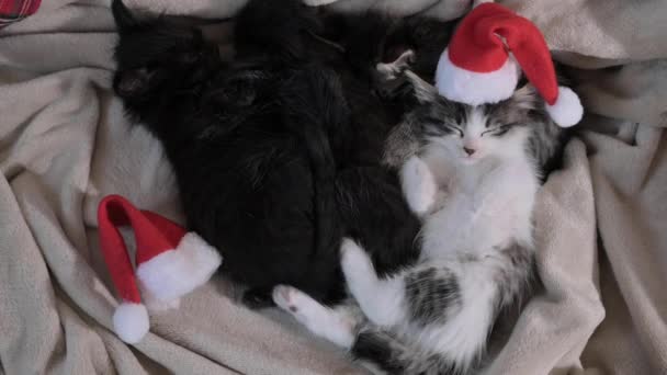 圣诞猫咪 小绒毛宠物 戴着圣塔爪帽 可爱的猫在新的一年里睡觉 高质量的4K镜头 — 图库视频影像