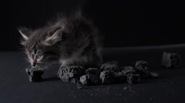 A black little cat plays with charcoal for children on Befana holiday. Traditional catholic holiday on January 6th. High quality 4k footage
