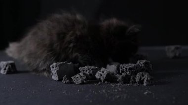 A black little cat plays with charcoal for children on Befana holiday. Traditional catholic holiday on January 6th. High quality 4k footage