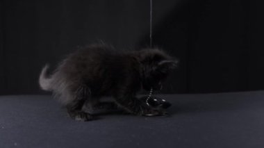 Black cat plays with a halloween toy. Kitten cute with long hair. High quality 4k footage