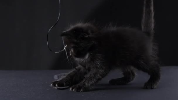 Black Cat Plays Halloween Toy Kitten Cute Long Hair High — Stock Video