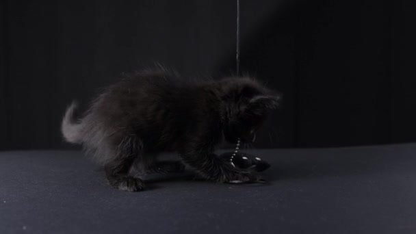 Gato Negro Juega Con Juguete Halloween Gatito Lindo Con Pelo — Vídeos de Stock