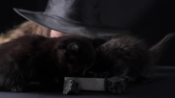Little Girl Witchs Hat Bifanya Black Kittens Black Cat Coal — Video