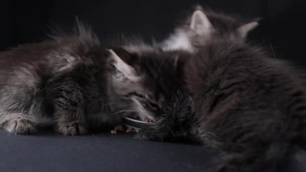 Fluffy Little Kitten Eats Food Cute Pet Ate Pate Bowl — 비디오