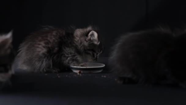 Fluffy Little Kitten Eats Food Cute Pet Ate Pate Bowl — Stock videók