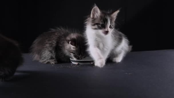 Fluffy Little Kitten Eats Food Cute Pet Ate Pate Bowl — ストック動画