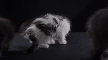 Fluffy little kitten eats food. A cute pet ate pate from a bowl. High quality 4k footage