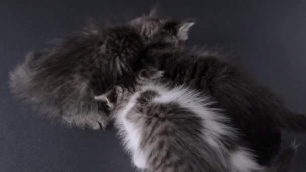 Fluffy Kleine Kitten Eet Voedsel Een Schattig Huisdier Paté Uit — Stockvideo