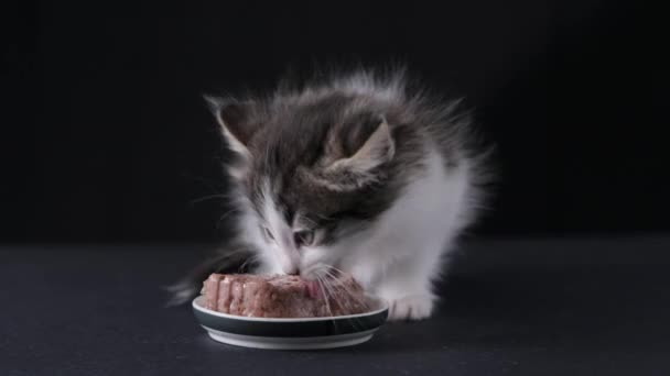 Gattino Soffice Mangia Cibo Simpatico Animale Domestico Mangiato Patè Una — Video Stock