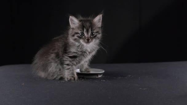 Fluffy Little Kitten Eats Food Cute Pet Ate Pate Bowl — Wideo stockowe