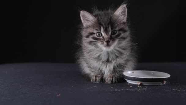 Fluffy Little Kitten Eats Food Cute Pet Ate Pate Bowl — 비디오