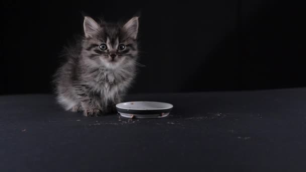 Pequeño Gatito Esponjoso Come Comida Una Linda Mascota Comió Paté — Vídeo de stock