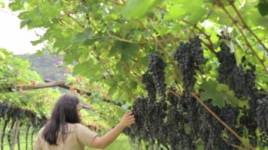 Beautiful woman dreaming tasting red wine enjoying summer stay in vineyards on lovely sunny day. woman drinking red wine at vineyard. harvest season. High quality photo