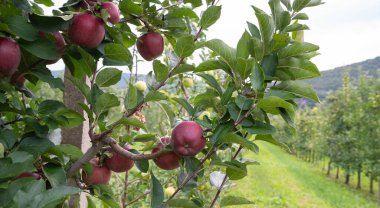 Apple orchard. Picture of ripe apples in the garden ready for harvest, morning shot. High quality photo