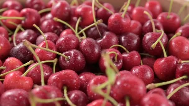Close Vibrante Cereja Suculenta Perfeito Para Alimentos Anúncios Temáticos Verão — Vídeo de Stock
