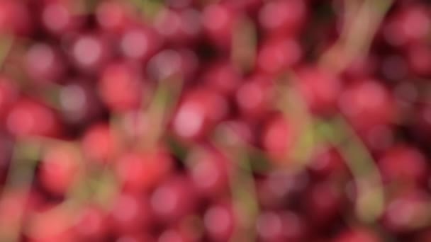 多汁樱桃的生动特写 完美的食物和夏天主题的广告 高质量的视频捕捉了一个大樱桃的性感 很好的新鲜 美味的内容 — 图库视频影像