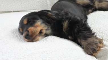 Beyaz bir kanepede sevimli siyah Cocker Spaniel köpeği. Oyuncu ve sevimli. Hayvan severler ve hayvan temalı projeler için mükemmel. Yüksek kalite 4k görüntü