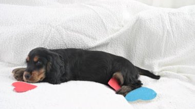 Kanepedeki küçük siyah köpek yavrusu Sevgililer Günü 'nde parlak kalplerle oynuyor. Yüksek kalite 4k görüntü