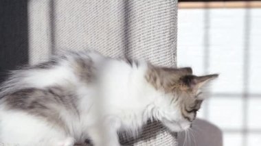 Kanepede küçük bir evcil kedi yavrusu oynuyor. Tüylü benekli kedi 2 aylık. Yüksek kalite 4k görüntü