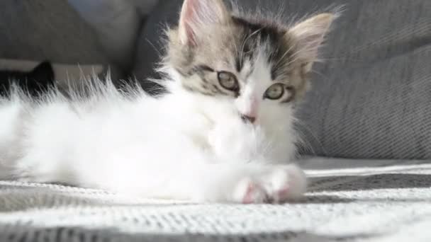 Piccolo Gattino Domestico Gioca Sul Divano Morbido Gatto Maculato Mesi — Video Stock