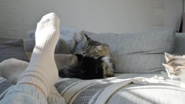 家养的小猫在沙发上玩耍 宠物2个月大 高质量的4K镜头 — 图库视频影像
