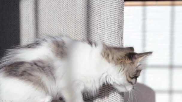 Kanepede Küçük Bir Evcil Kedi Yavrusu Oynuyor Tüylü Benekli Kedi — Stok video