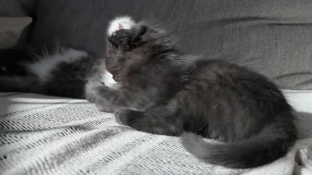 家养的小猫在沙发上玩耍 宠物2个月大 高质量的4K镜头 — 图库视频影像