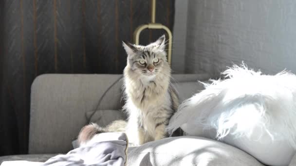 Gray Fluffy Cat Sofa Sunlight Beautiful Pet Siberian Cat High — Stock Video