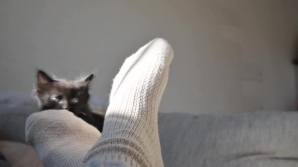 Los Gatitos Domésticos Juegan Sofá Mascotas Meses Imágenes Alta Calidad — Vídeo de stock
