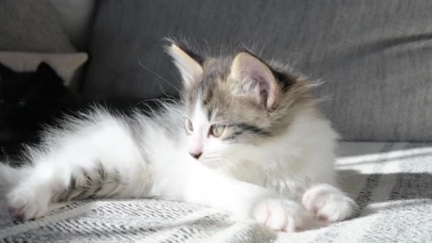 Ein Kleines Häusliches Kätzchen Spielt Auf Dem Sofa Flauschig Gefleckte — Stockvideo