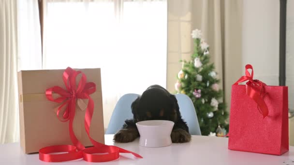 英国可卡犬小狗和礼物 吃碗里的食物 很快乐 小宠物圣诞快乐 新年快乐 节日快乐 高质量的4K镜头 — 图库视频影像