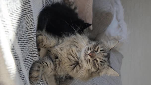 Gato Gris Mullido Sofá Con Luz Solar Una Hermosa Mascota — Vídeo de stock