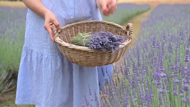 Ung Kvinna Hatt Med Bukett Lavendel Korg Stockvideo Lavendel Provence — Stockvideo