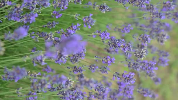 田里的薰衣草在一个温暖的夏日里 飘飘欲仙的灯笼裤发出嗡嗡声 高质量的镜头 — 图库视频影像