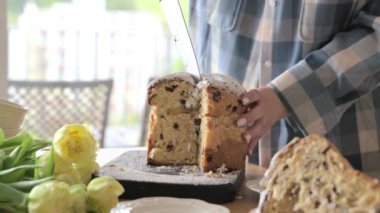 Panettone. Geleneksel İtalyan Paskalya ekmeği, kurutulmuş böğürtlen ve çikolatalı. Paskalya sepeti rahat bir evdeki bir kadının elinde. İtalya 'da Lombardiya bölgesinde. Noel 'in sembolü. 4k görüntü