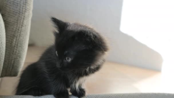 Pequeño Gatito Negro Mascota Casera Sobre Fondo Claro Lindo Gatito — Vídeos de Stock