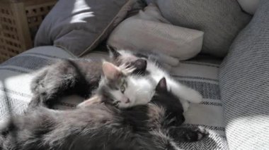 Küçük tüylü kedi yavruları kanepede sarılarak uyur. Siyah-beyaz ve benekli foklar 1-2 aydır. Yüksek kalite 4k görüntü