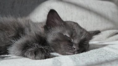 Küçük bir siyah kedi yavrusu tatlı tatlı uyuyor, namlu ağzı çerçeveye bakıyor. Kanepede sevimli bir hayvan var. KEDİ 1 veya 2 AY Yüksek kaliteli 4K görüntü