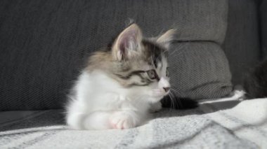 Küçük gri beyaz bir kedi yavrusu, çerçeveye bakan yakın plan bir ağızlık. Kanepede sevimli bir hayvan var. KEDİ 1 veya 2 AY Yüksek kaliteli 4K görüntü