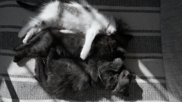 Malá Nadýchaná Koťátka Spí Mazlí Pohovce Černobílí Skvrnití Tuleni Nebo — Stock video