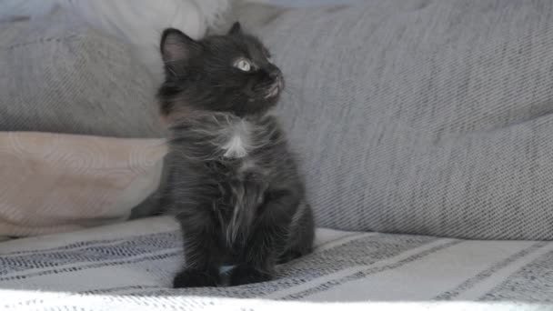 Küçük Siyah Bir Kedi Yavrusu Namlu Ağzı Çerçeveye Yakından Bakıyor — Stok video