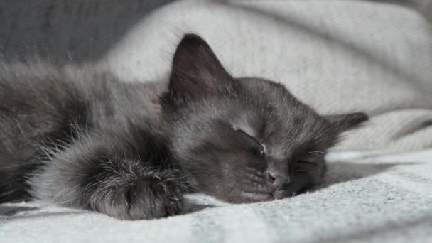 Small Black Kitten Sleeps Sweetly Its Muzzle Close Looks Frame — Stock Video